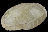 Fossil Tortoise (Testudo) - South Dakota #115065-4